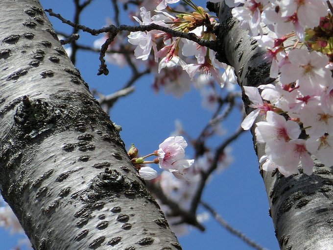 おはようございます昨日はエイプリルフールだったのですねぜんぜん意識してませんでしたはらはらと散る桜がきれいでした　みなさ