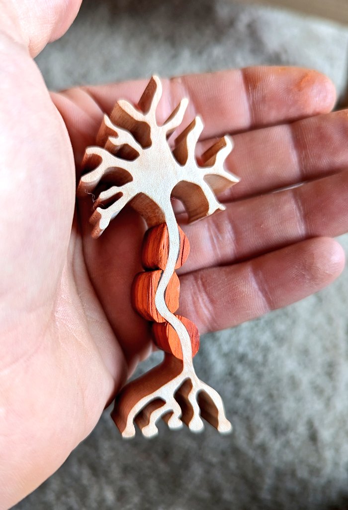 Mini motor neuron and its myelin sheath!!! #neurocutie #neuron #myelin