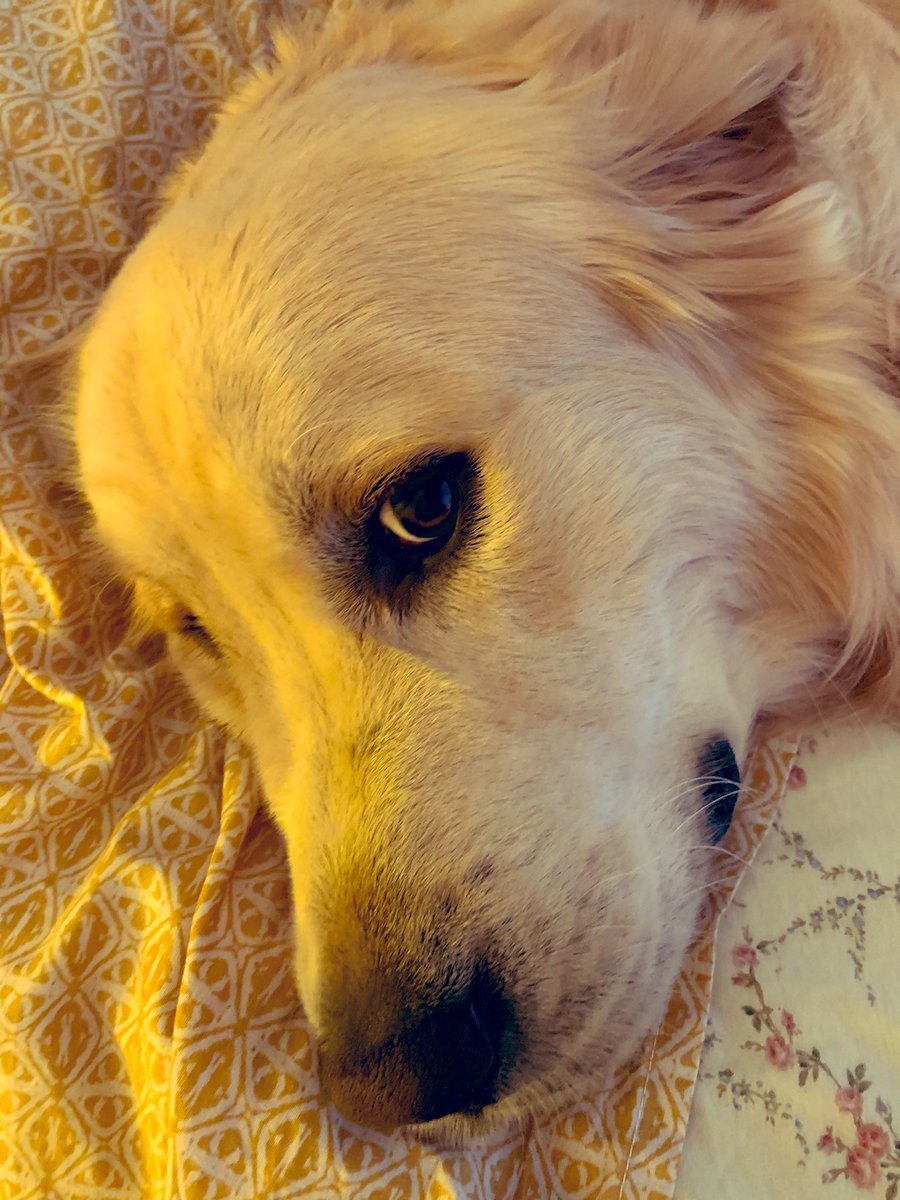 An extra hour in bed? Strange….but I’ll take it (might need snacks) 💤 #daylightsaving #sleep #DogsofTwittter #GoldenRetrievers