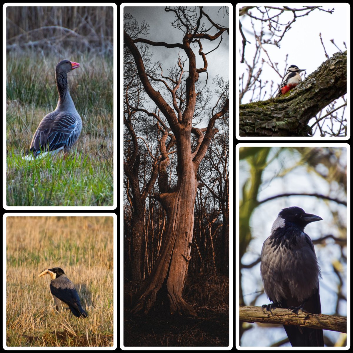 _druantia_'s tweet photo. Some pictures from our last hiking trip. We'll go back to the same place tomorrow.
(The crow came flying with a piece of pizza. Wtf?! 🤣) https://t.co/TV6hEgH6Lw