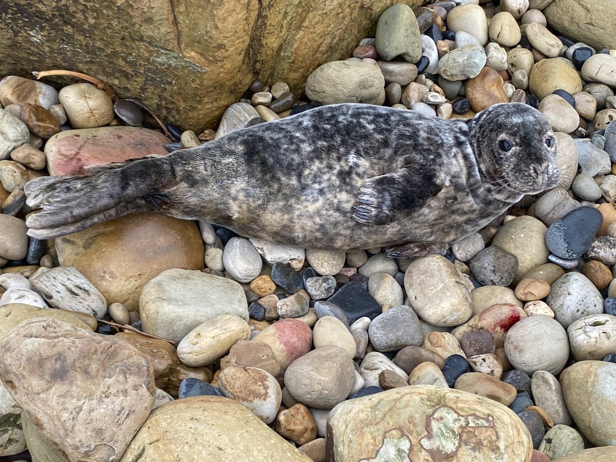 Ellewurm's tweet photo. Found this injured seal on the N.Yorks coast today, I rang the #britishdiversmarineliferescue and they managed to get a trained medic out to it. ๐ช
Please, if you see a seal and are not sure if itโs okay, ring 01825 765546. Donโt approach, it may just be tired! #sealrescue #bdmlr https://t.co/AP4N26iM9d
