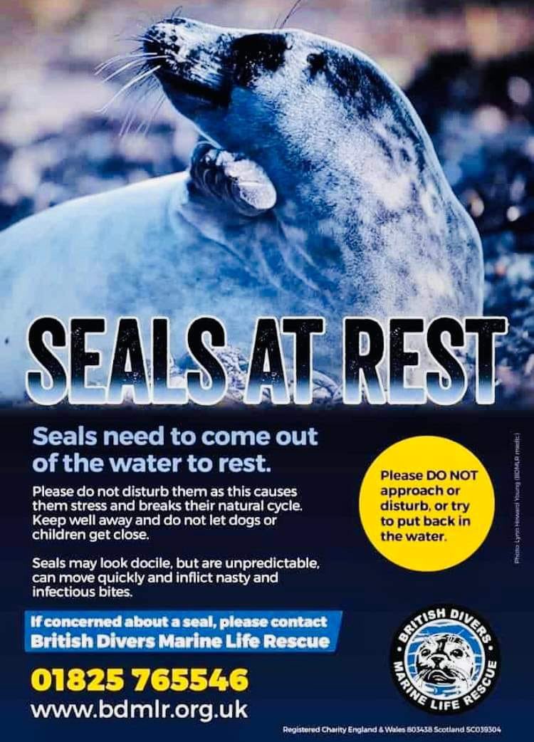 Found this injured seal on the N.Yorks coast today, I rang the #britishdiversmarineliferescue and they managed to get a trained medic out to it. 💪
Please, if you see a seal and are not sure if it’s okay, ring 01825 765546. Don’t approach, it may just be tired! #sealrescue #bdmlr