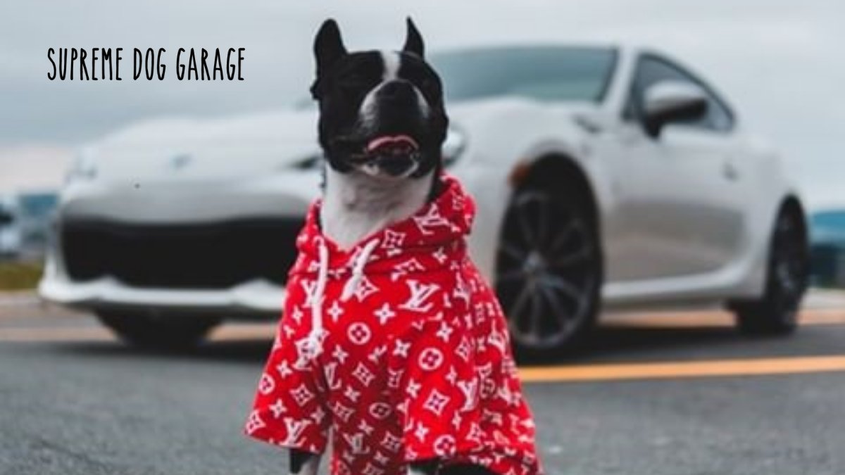 Black Rainbow Designer Dog Vest | Supreme Dog Garage