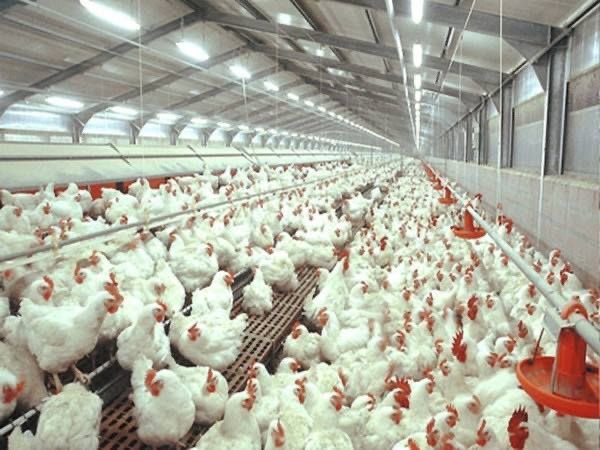 veganguide_'s tweet photo. By going vegan, you are making a powerful statement that chickens and all animals have inherent value and should not be treated as objects for human use. #StandWithChickens #GoVegan 🌱🐔

📸 : @ aerolam on Pinterest https://t.co/IAz8X9W2Iq