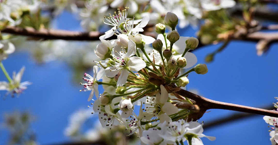 A popular program launched last year is returning to raise awareness about the spread of the Bradford pear trees’ invasive offspring in NC. Dr. Kelly Oten (@kellbelle416) talks about the success of the Bradford Pear Bounty program and future plans.  ➡️ ncst.at/ZfnF50NxAQe