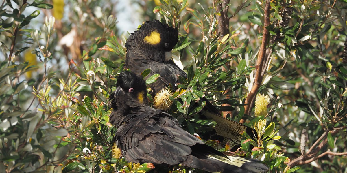 Roosting on native Banksia trees at Boona Point, NSW are Yellow-tailed Black Cockatoos. Greenfleet has planted trees here with @SuthShireCncl since 2017. 
Partners for life, they rely on habitat to provide food and aged tree hollows to nest and protect their young.
#GrowingHope