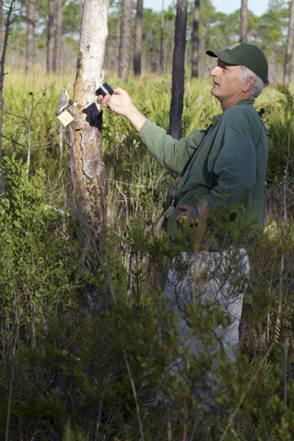 FOSBirds's tweet photo. The 22nd year of the Brown-headed Nuthatch research is underway at Tall Timbers Research Station &amp; Land Conservancy! Jim Cox and the station has done some outstanding research work that has resulted in further understanding cooperative breeding behavior in Brown-headed Nuthatches https://t.co/Ur70q3m2f4