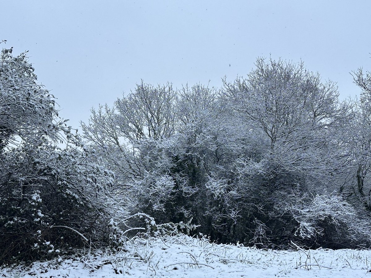 So sad :-( all these trees &amp; plants now demolished (picture a couple of weeks ago) #stmellons #trowbridge #cardiff #deforestation  home to huge amount of wildlife #foxes #bats #birds &amp; much more