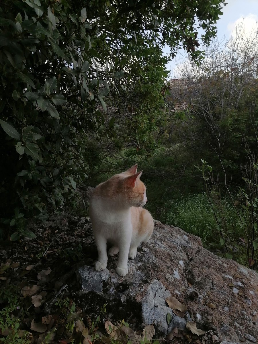 zuirus's tweet photo. #Caturday https://t.co/fqDmRuVvsK
