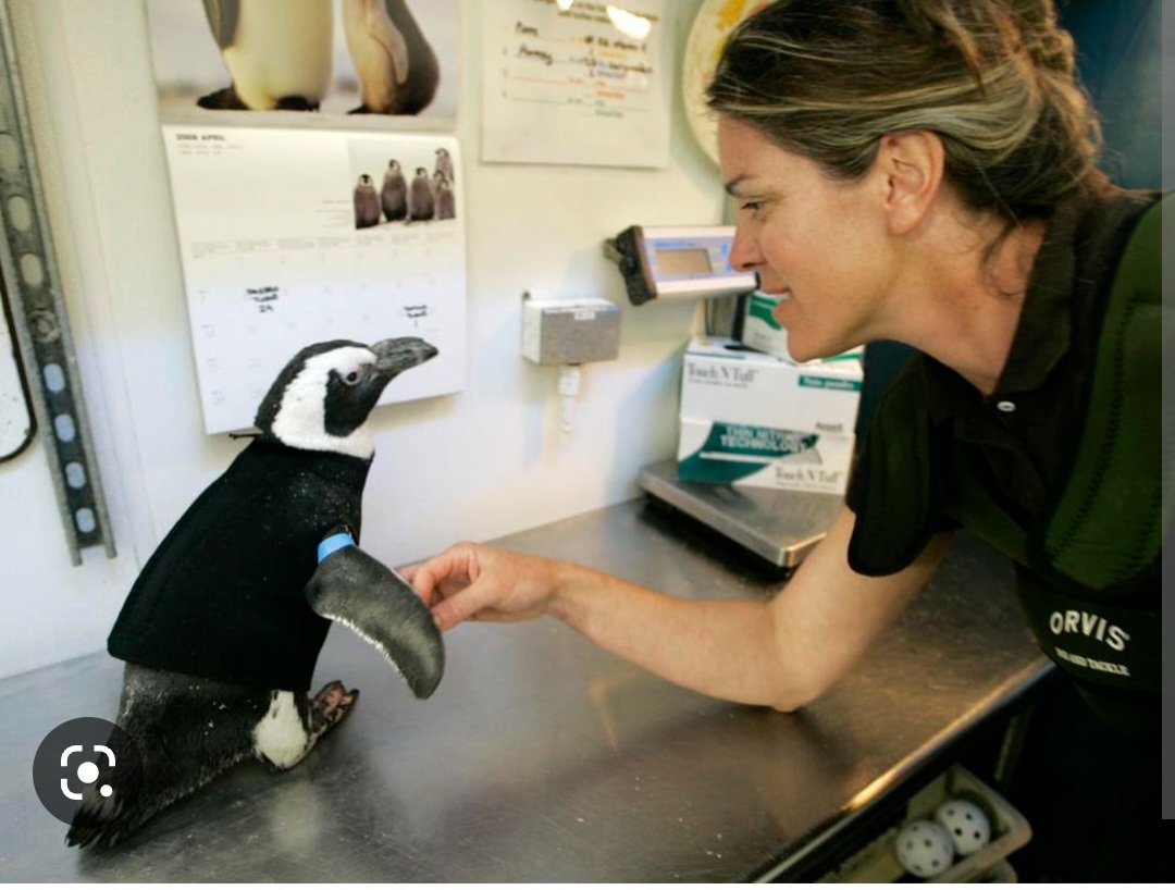 Annnnddd the winner for Book March Madness is......
Pierre the Penguin (A true story) by Jean Marzollo! <a href="/TISDCES/">Creekview Elementary</a> <a href="/Chambers_CES/">Melinda Kay Chambers</a> <a href="/mrsbauer1st/">Mary Bauer</a> <a href="/MrsEmmaKitchen/">Mrs. Kitchen</a> <a href="/MrsPesz/">Kristin Pesz</a> #itsagreatdaytobeacougar