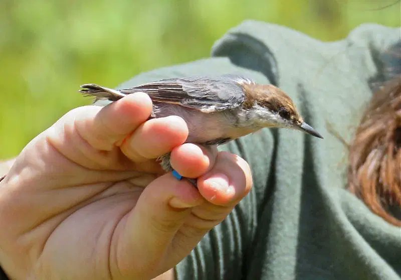 FOSBirds's tweet photo. The 22nd year of the Brown-headed Nuthatch research is underway at Tall Timbers Research Station &amp; Land Conservancy! Jim Cox and the station has done some outstanding research work that has resulted in further understanding cooperative breeding behavior in Brown-headed Nuthatches https://t.co/Ur70q3m2f4