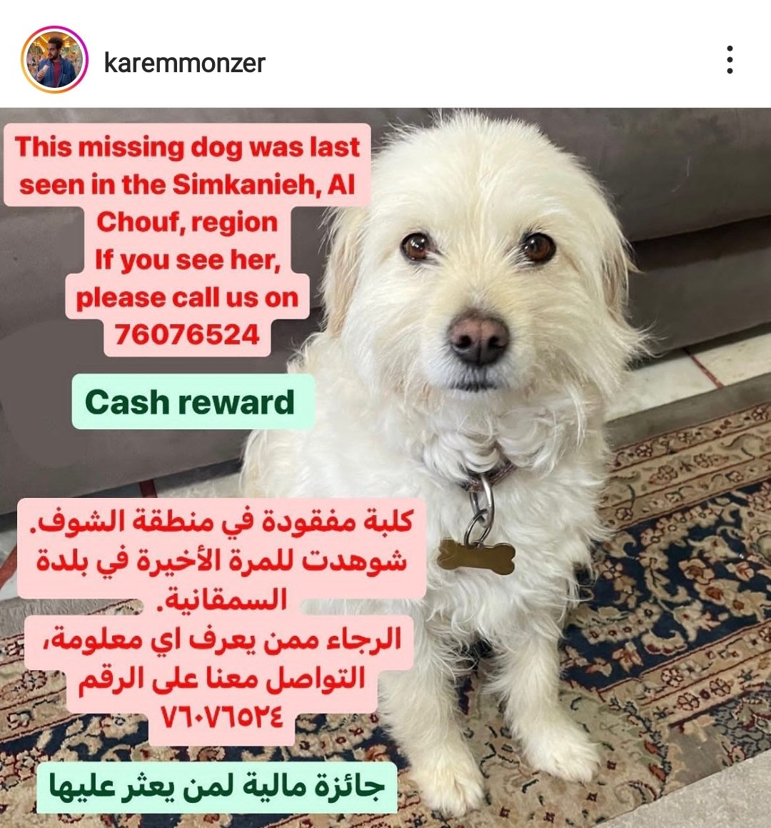 MISSING DOG IN CHOUF, LEBANON:
If you see Bianca, please call my friend <a href="/karem_monzerr/">Karem</a> on 76076524 🔴

She was last wearing a collar with her name and the number on it.

<a href="/GhinaNahfawi/">Ghina</a> <a href="/RawaaMady/">Bekaa Rescue and Shelter (Lebanon)</a> if you can share 🙏