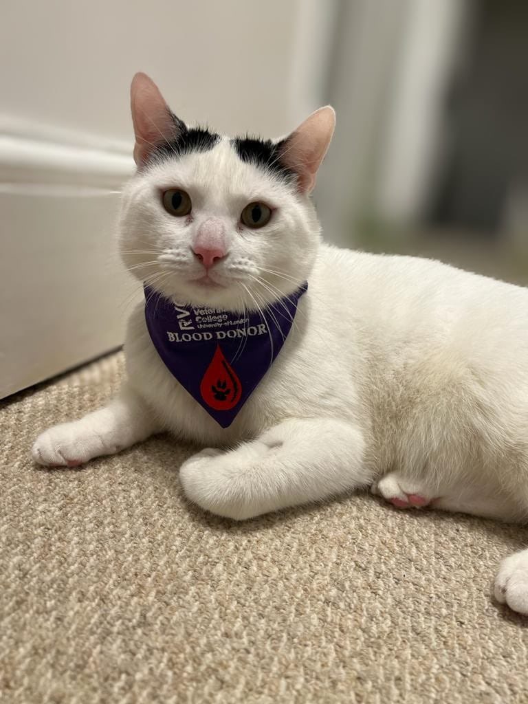 _oliviaep's tweet photo. My cat, Bertie, has been featured in the most recent @AnimalCareTrust Paws and Hooves magazine about his blood donation and they even included some quotes from me! You can read it here: https://t.co/QRlEHNw2IK and go to pages 4-6 for my quotes and a cute picture of Bertie!😻 https://t.co/I5Tphvb5vF