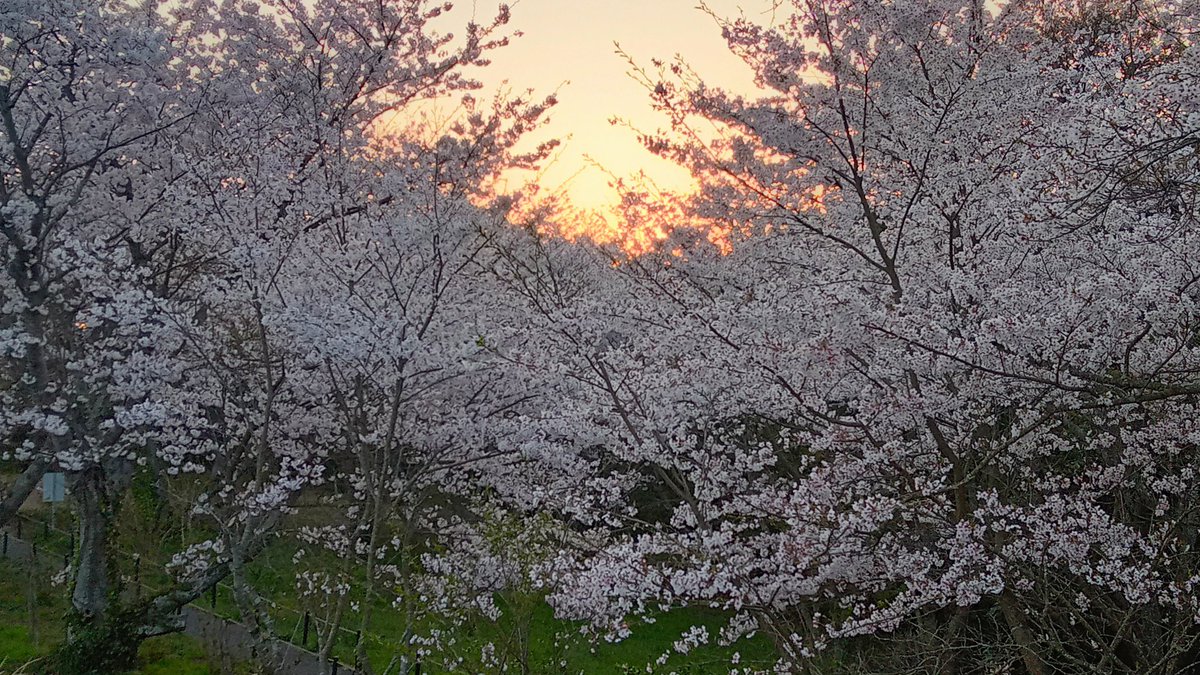 𝐺𝑜𝑜𝑑 𝑚𝑜𝑟𝑛𝑖𝑛𝑔︎ !!おはニャン😸 おはようございます🧸 気温は9℃、晴天の朝🌄満開の桜が白く空を覆い、まるで雪が降ってるかの様です🌸✨夏日になる地域もありますので熱中症等に注意され、素敵な日曜日をお過ごし下さい🌡☺️