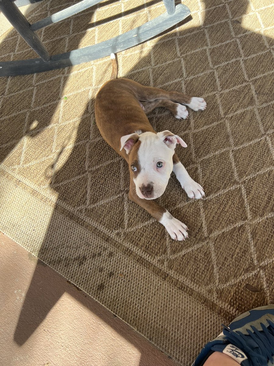 <a href="/OxfordPolice/">Oxford Police Dept</a> can y’all help find this little guys owner?   He’s in Cherokee Hills.  Has a collar but no name.  Thanks!
