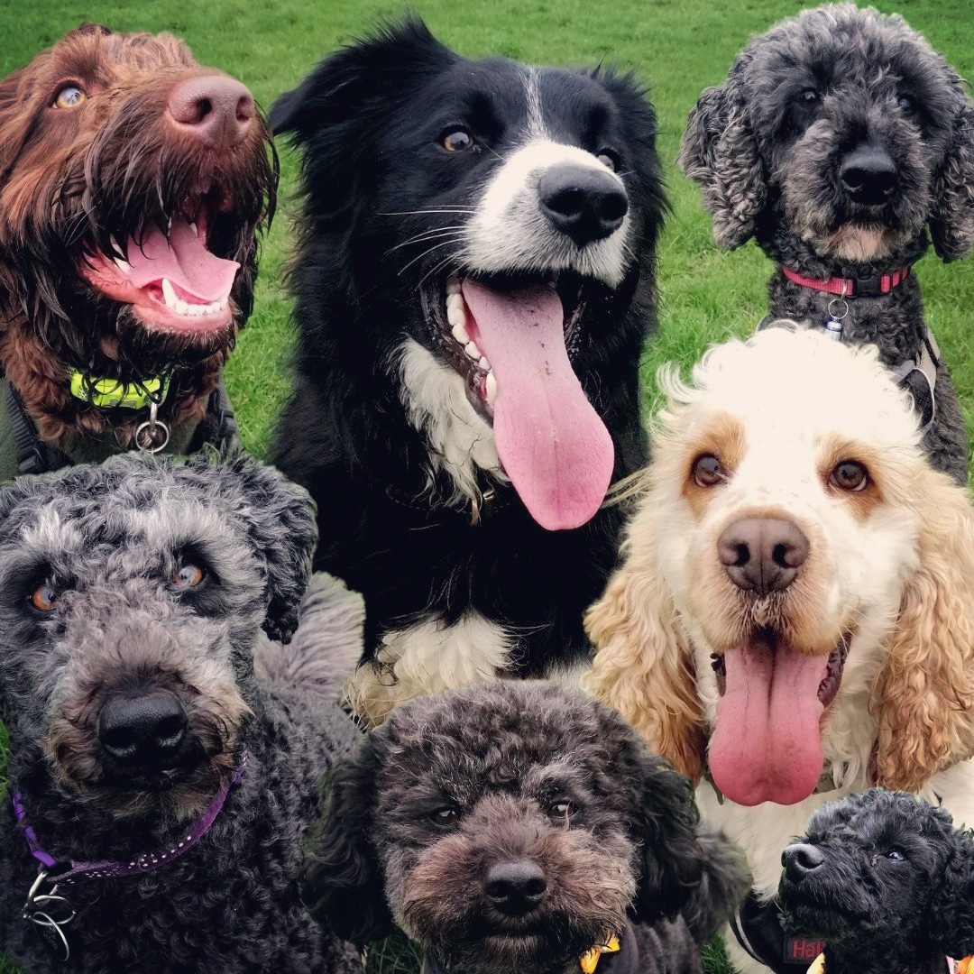 OfficiallyJodi's tweet photo. Just my dog with his mates ��

#dogsoftwitter #doggymeetup 🐶 https://t.co/l4XYhN90ik