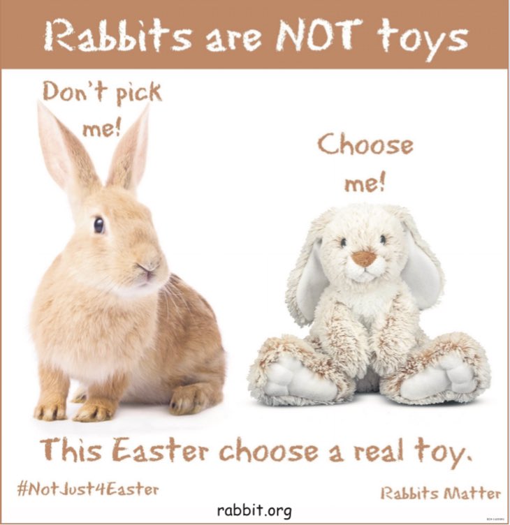 HouseRabbit's tweet photo. If rabbits are going to be part of your Easter celebration, please choose plush or chocolate! 🍫🐇 Live rabbits are a 10-year commitment to cleaning, feeding and socializing, with vaccines, vet bills and pet sitters to schedule as well. 

Learn more: https://t.co/ZpYc38RiXZ https://t.co/8pmaG0C543