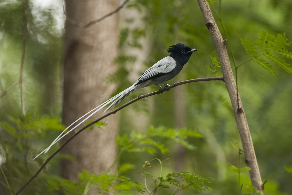 African Paradise Flycatcher is a noisy bird with a harsh scolding call. It has long tails and short legs. It is insectivorous, often hunting by catching flies on the wing.

It is found in #Tigrai, most parts of Africa south of the Sahara Desert and the Arabian Peninsula.