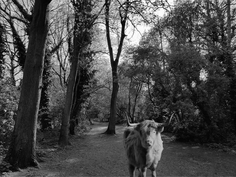 Just taking an April moment to remember the cow of The Wick. 

Here she is, just before heading back to the Highlands. In theory.

Let us know about your memories of the Cow of The Wick right here:

thewicklocalnaturereserve.com 

#StAlbans #stalbanslife #stalbansguide #hertsadvertiser