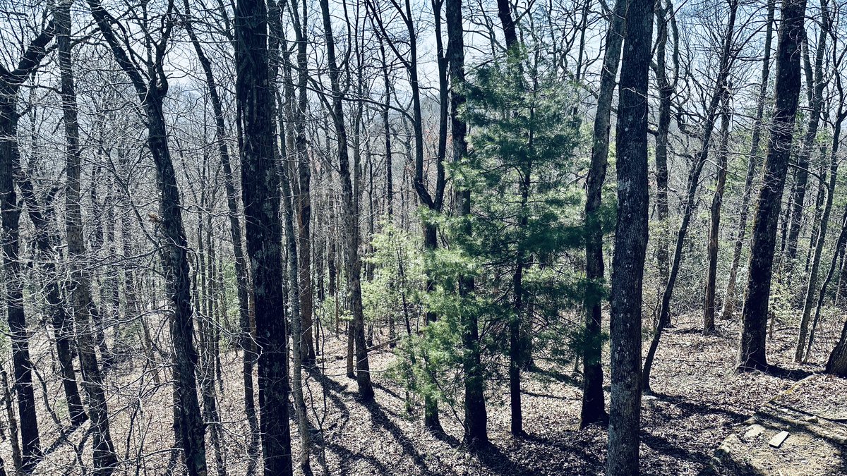Beautiful day in NE Georgia - Black Rock Mountain State Park - high wind gusts today - 46 mph
