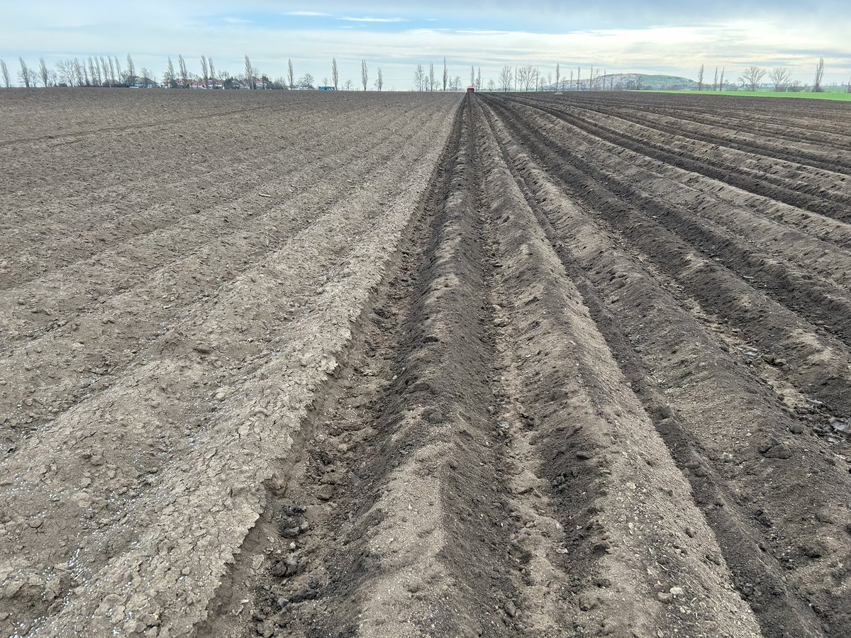 SchutterThijs's tweet photo. Na 3 weken klaar met aardappelen poten. Begonnen met poten in de najaars ruggen, heel erg tevreden over het najaar systeem door meer vocht in de rug en toch eerder bekwaam voor de pootmachine https://t.co/VYb3ad7sAP