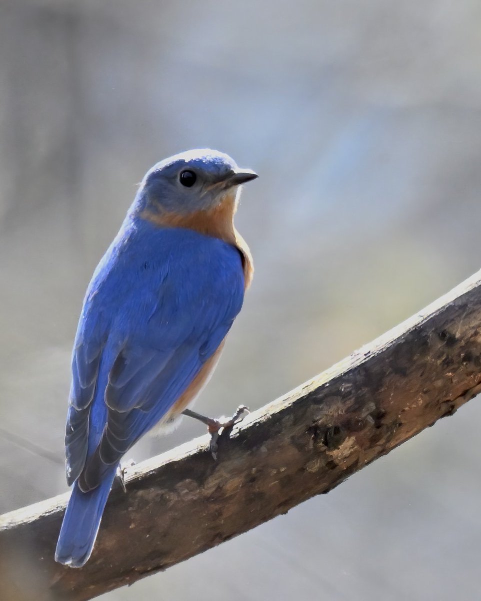 Eastern bluebird in Central Park today.

Only able to get a glimpse before it vanished!

#birdcpp #BirdsSeenIn2023 #birdphotography #easternbluebird