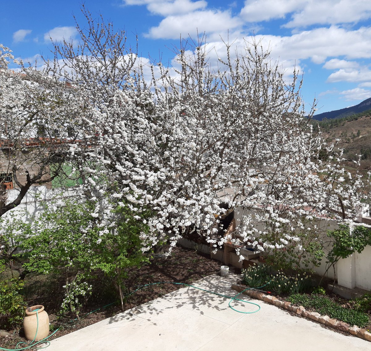 Los cerezos del huerto en Paterna del Madera.