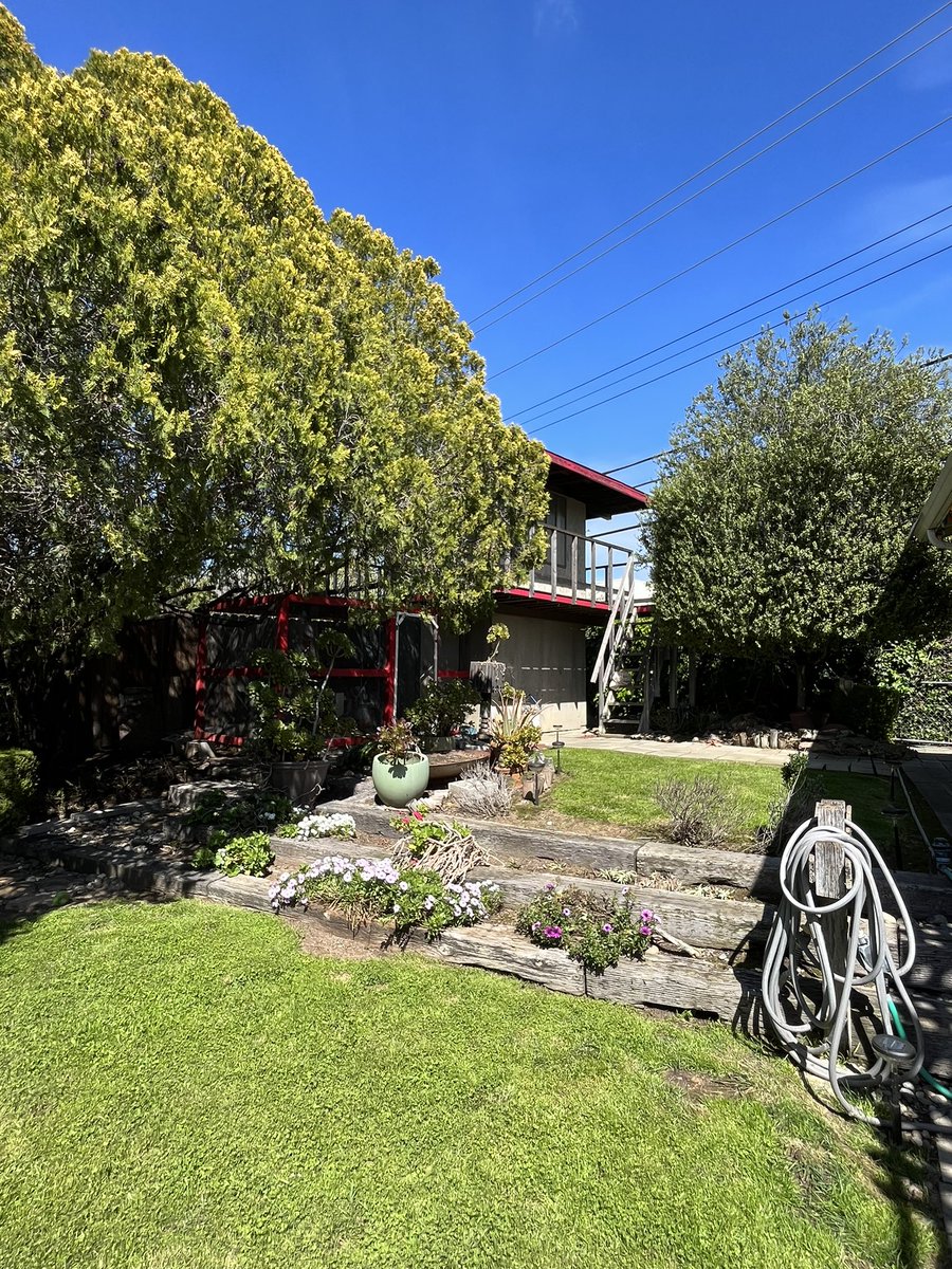 bradenjoseph's tweet image. Switching the lawn to clover is working out pretty nice just a couple spots to #patchup