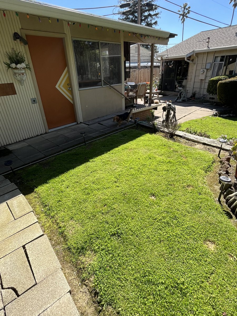 bradenjoseph's tweet image. Switching the lawn to clover is working out pretty nice just a couple spots to #patchup