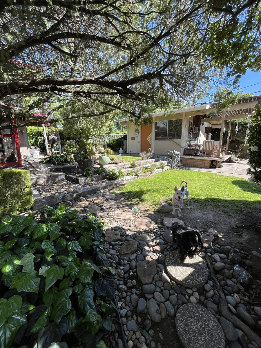 bradenjoseph's tweet image. Switching the lawn to clover is working out pretty nice just a couple spots to #patchup