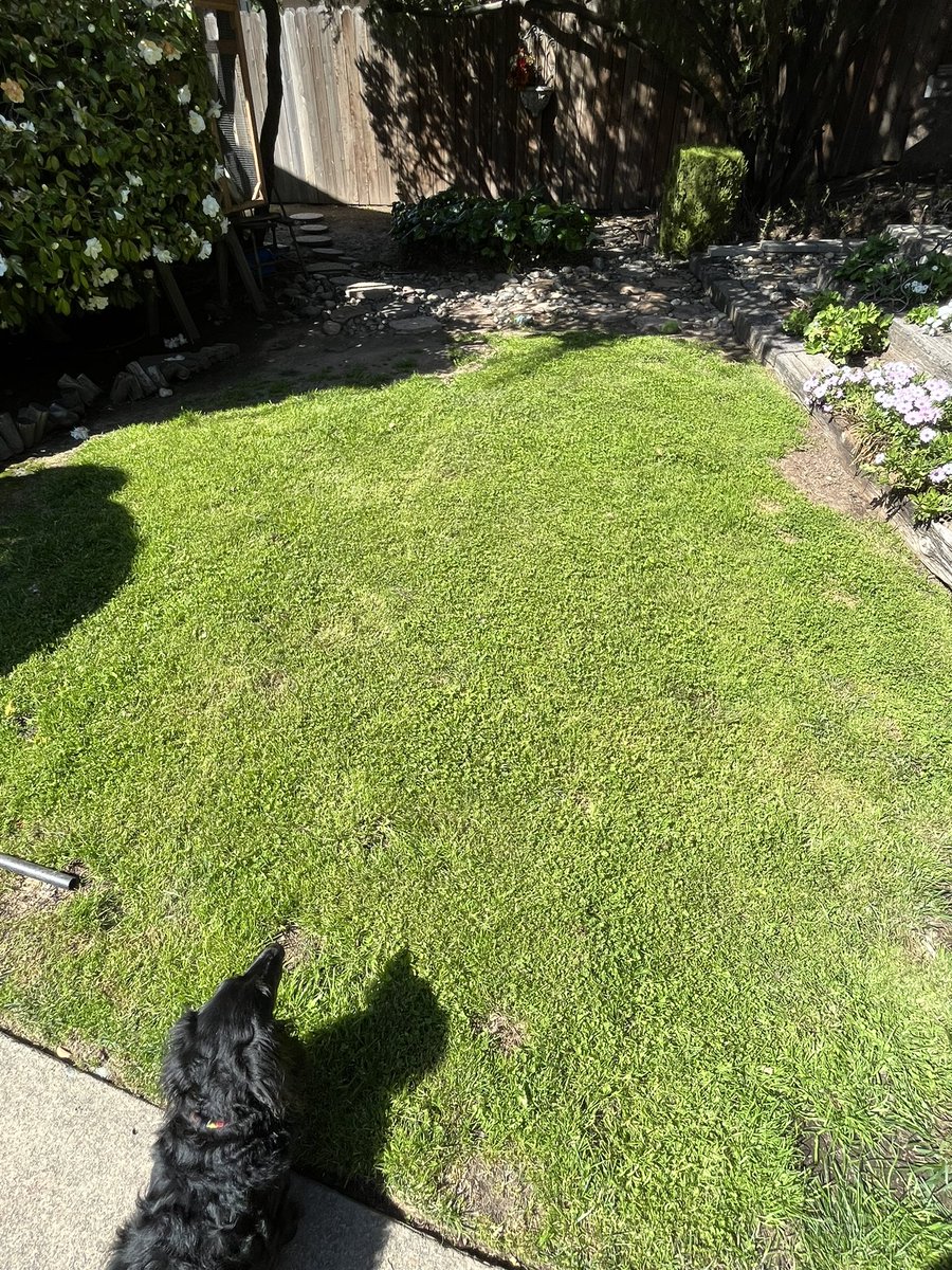 bradenjoseph's tweet image. Switching the lawn to clover is working out pretty nice just a couple spots to #patchup