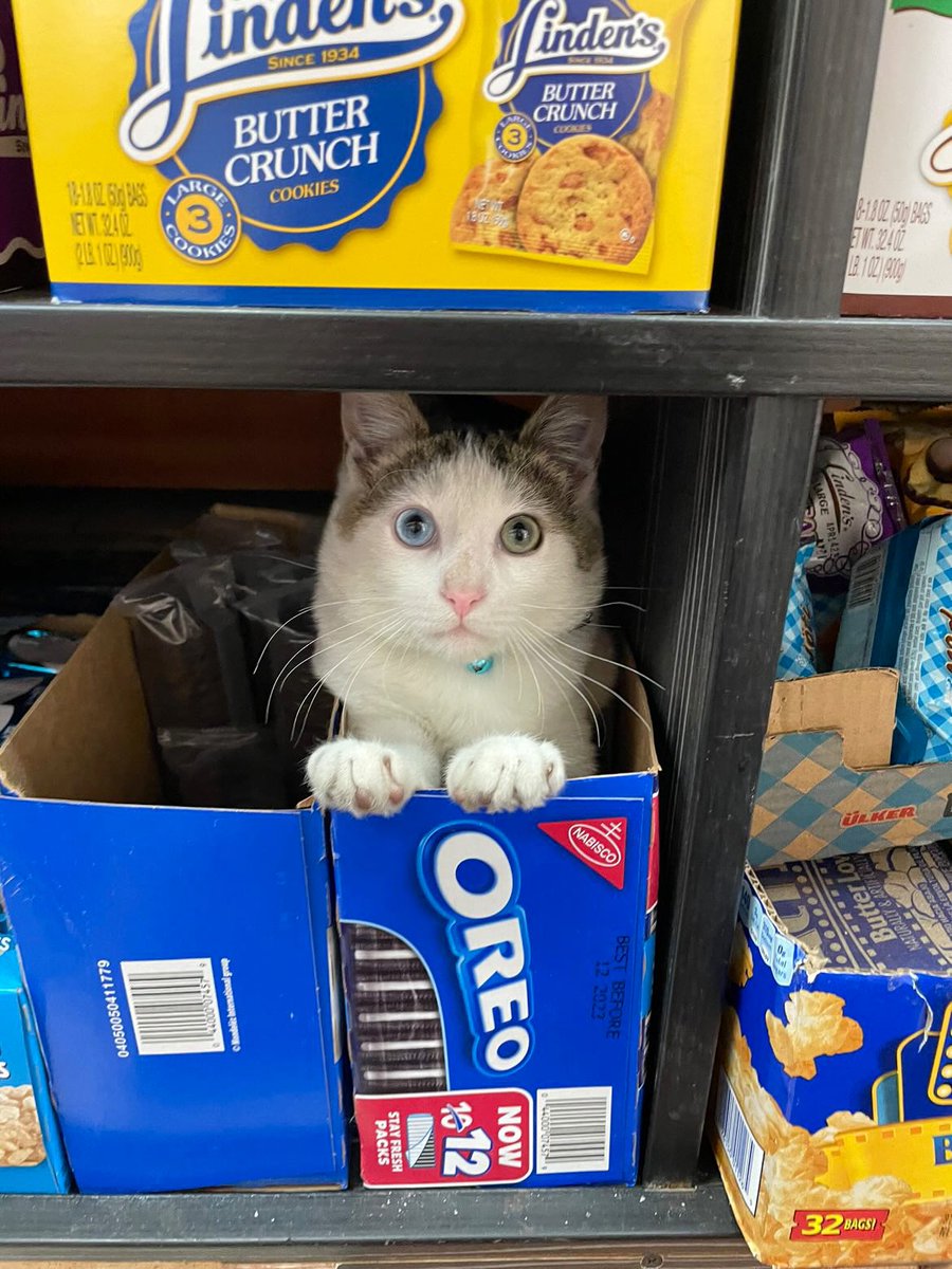 Bodega Cats (@bodegacats_) on Twitter photo 
