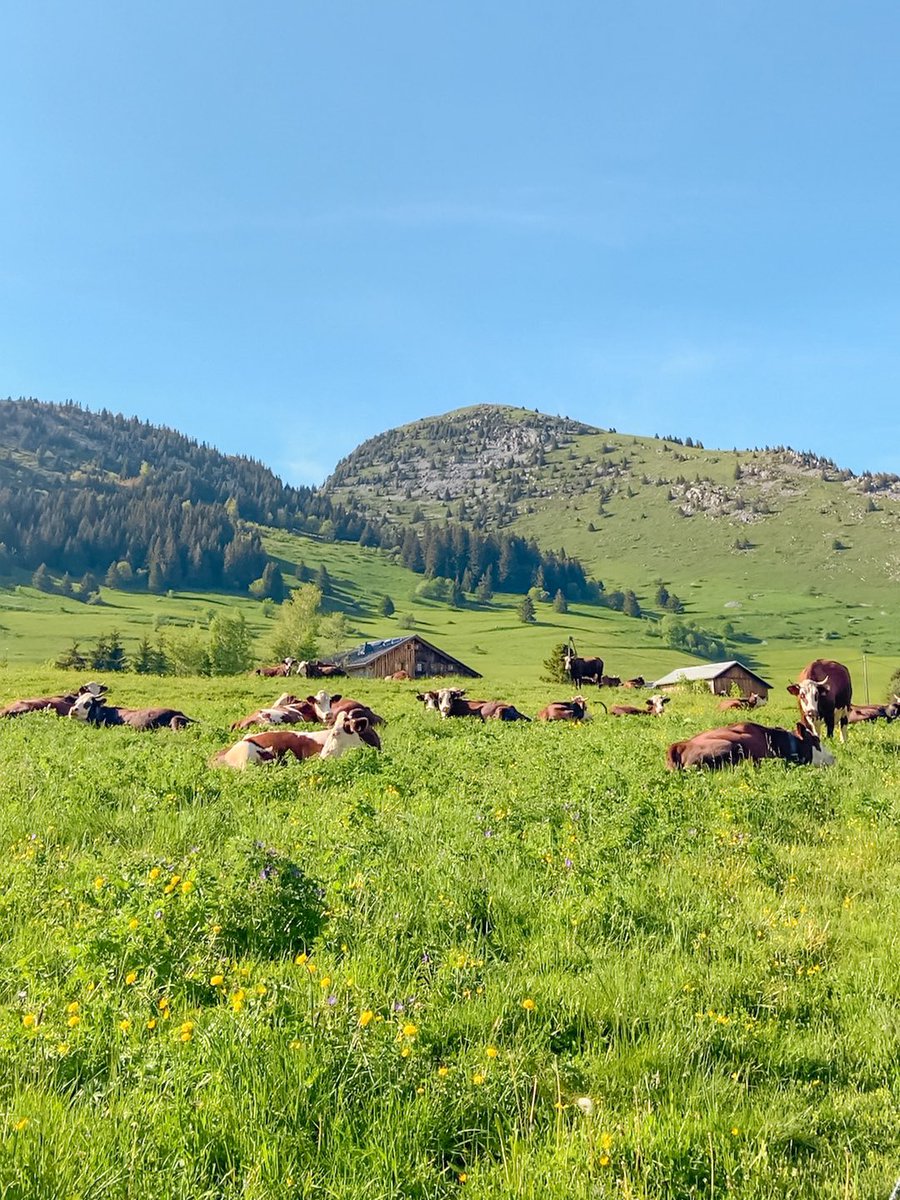 sucreroses_'s tweet image. Sometimes life takes you down unexpected roads, bukanlah mimpi saya untuk bisa hidup di pedesaan Eropa dan kerja di sebuah toko roti di pegunungan. Banyak yg bilang “lulusan S1, kerjanya cuman itu?” Now i don’t care about it anymore, this is the life i choose to live in :)