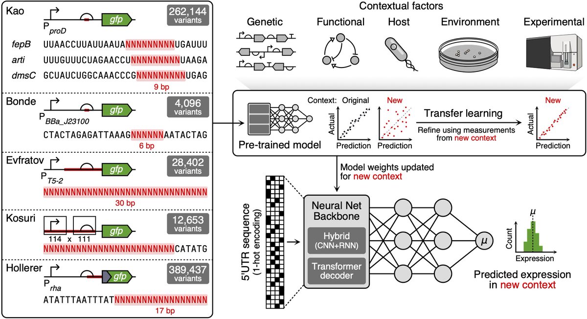 🚨New preprint alert! <a href="/Pierre_AuReLu/">Pierre-Aurelien</a> shows that transfer learning works great for deep learning models of gene expression, allowing us to easily adapt trained models across contexts. Don't bin your models after use, recycle and refine!🤖+🦠 #ML #synbio doi.org/10.1101/2023.0…