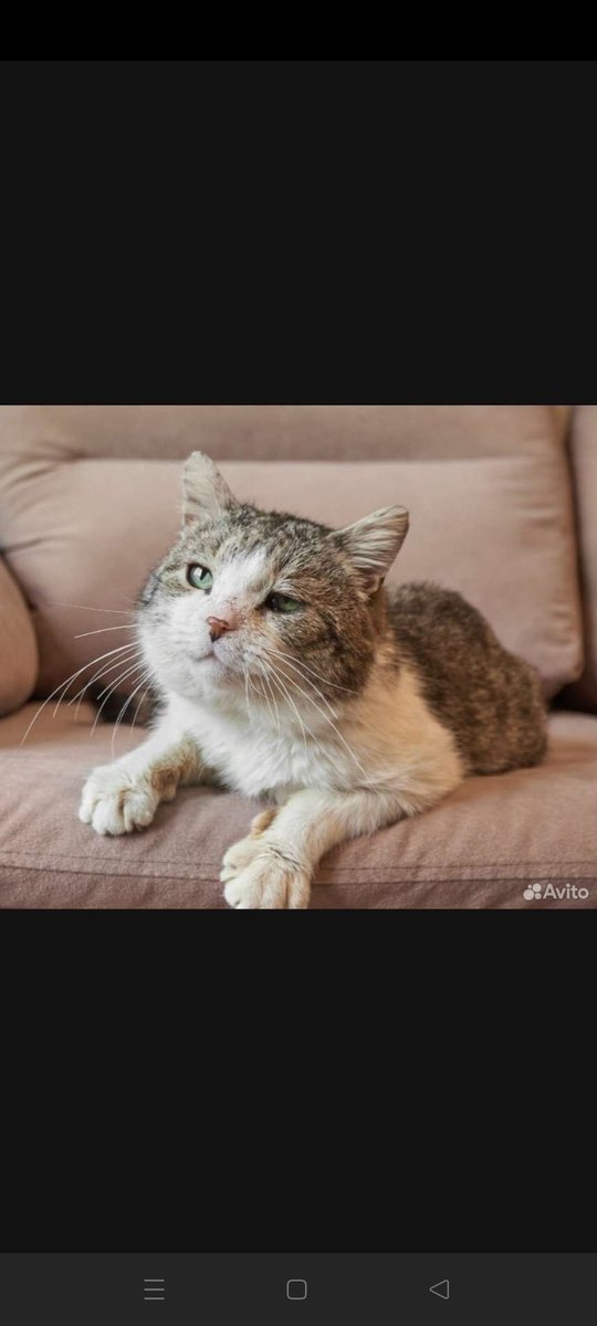 заберите кота дожить эту жизнь

avito.ru/sankt-peterbur…