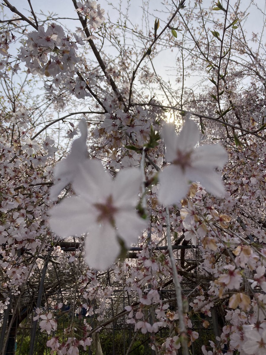 おはようございます♪昨日から4月春です♪わらびとりに山へ行って枝垂れ桜🌸を見ました〜蓮花畑で蜜蜂🐝紋白蝶春をいっぱい見て来ました😊🐾