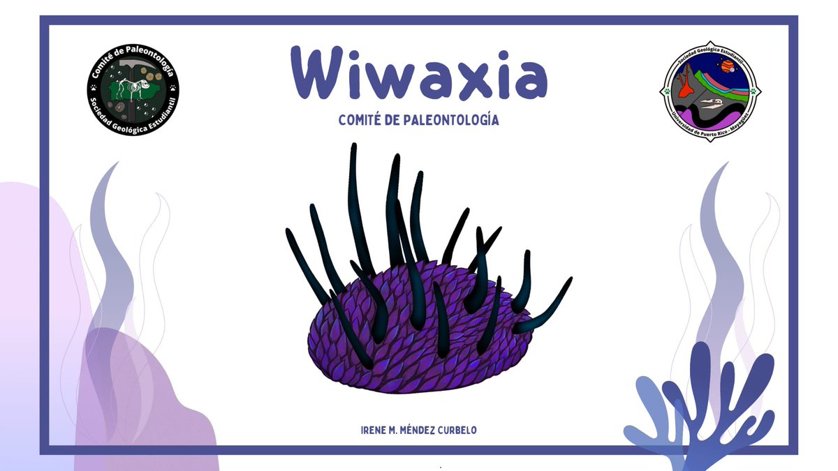 SGE_UPRM's tweet image. ¡Saludos! El Comité de Paleontología les trae una información súper interesante sobre Wiwaxia. Wiwaxia es un organismo prehistorico muy pequeño que vivió durante el Cámbrico, esto siendo aproximadamente 520 millones de años atrás.

#paleontologia #geology #uprm #ciencia