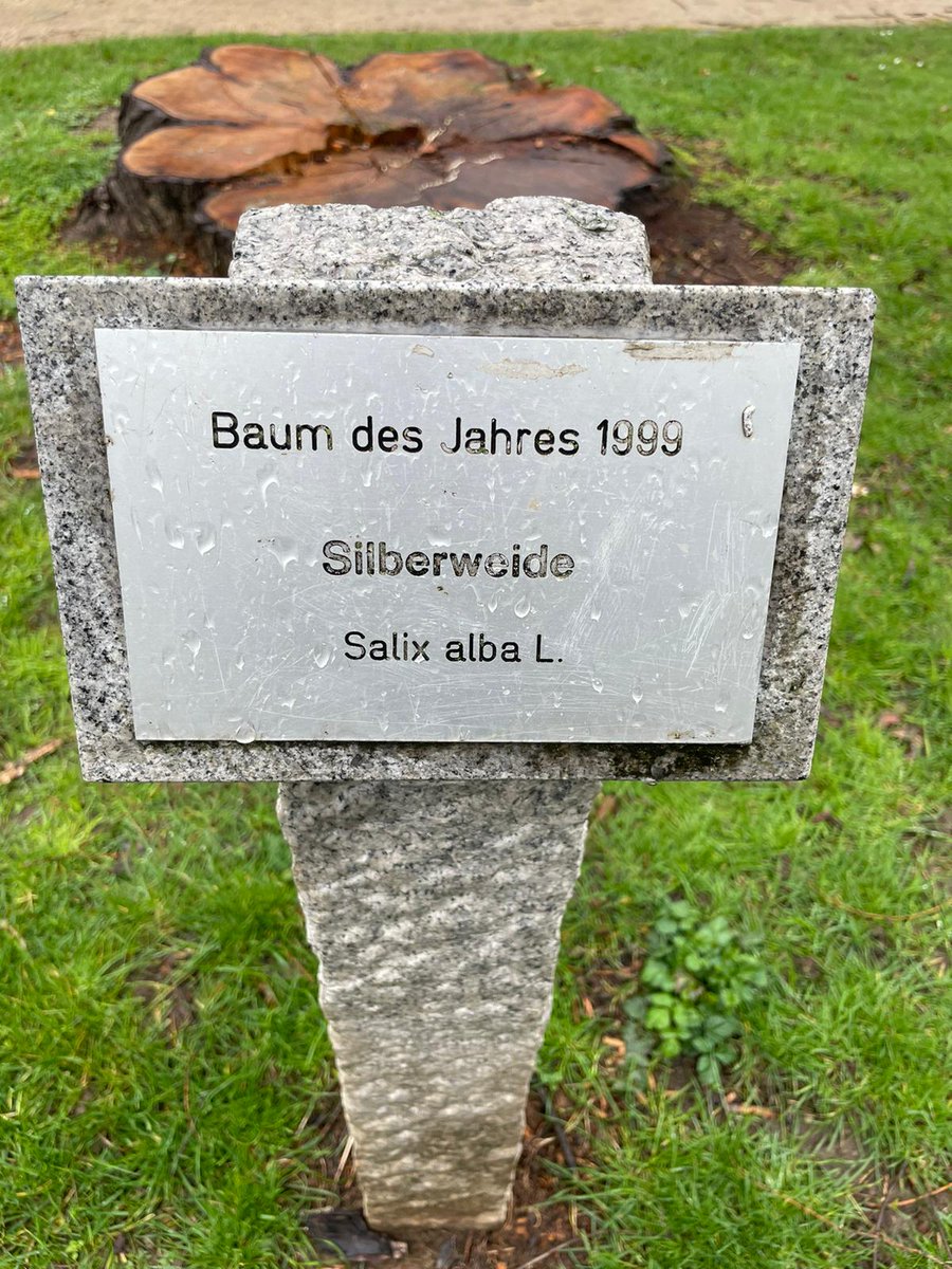 Das war er, der Baum des Jahres 1999. Stein ist offensichtlich härter als Holz. 🌲🌳💚