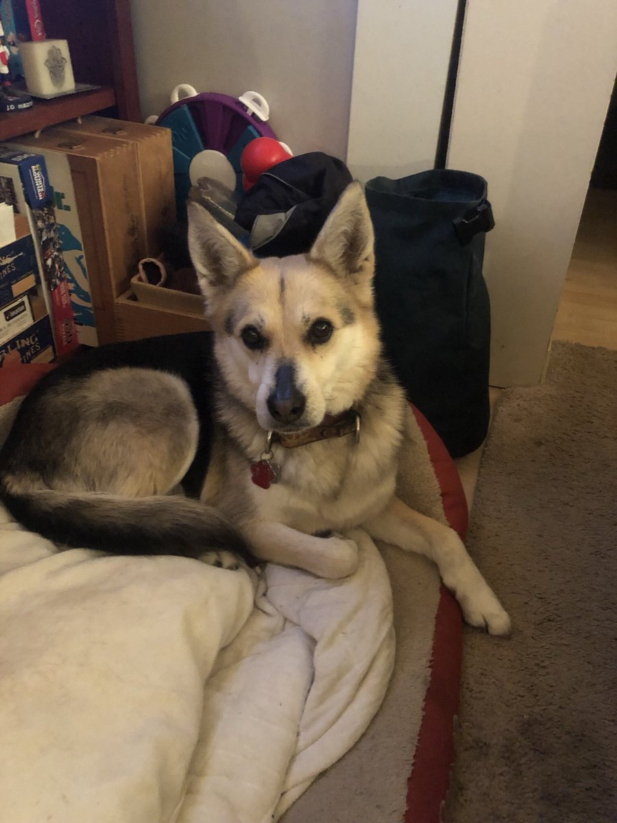 MemphisDogg's tweet photo. Frens! I wants to tank all the ver kind frens who also tinks da little hoomans are muchly mores portant dan da boom sticks! #HowManyMore #ItsTheGuns #demandaplan #Nashville https://t.co/k2W6Zm5ggf