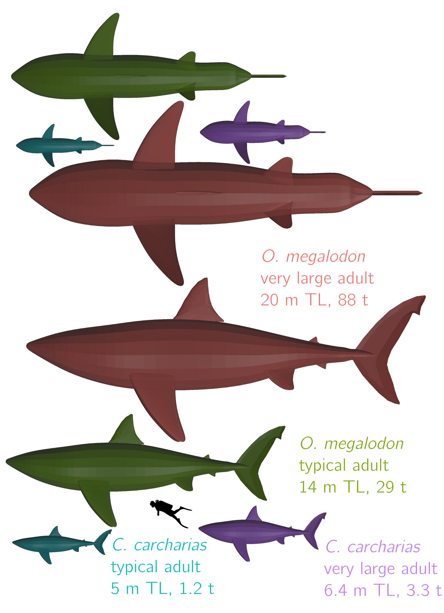 How Rare Is The Megalodon In Blooketterms Of Use - yfmagxh