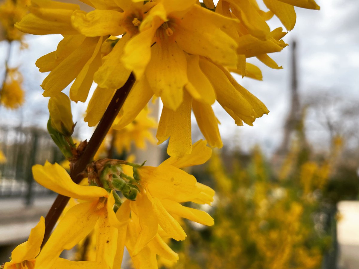 Forsythia + Eiffel. 

#forsythia #eiffeltower #toureiffel #flowers #monuments #instaEiffel #paris #olalaparis #instaparis #eiffel #twitterparis