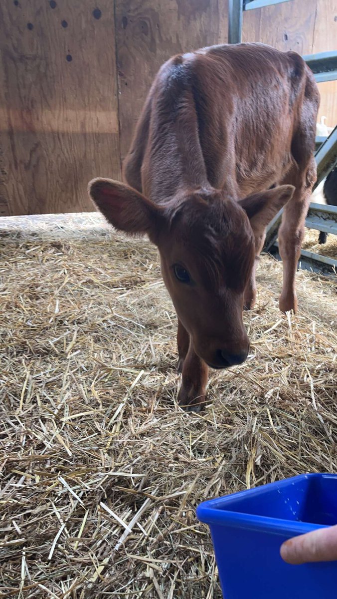 BeccaJonesTeach's tweet image. So this happened… the neighbor dropped us off a sweet little baby.  Guess I’m bottle feeding.  😂 #FarmLife #FarmRaised #bottlebaby #Calf #surprise