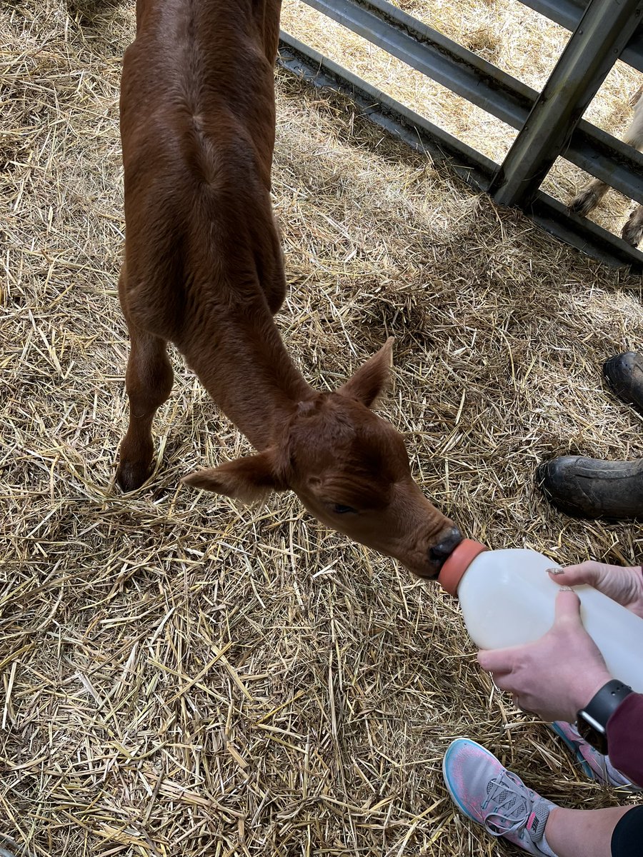 BeccaJonesTeach's tweet image. So this happened… the neighbor dropped us off a sweet little baby.  Guess I’m bottle feeding.  😂 #FarmLife #FarmRaised #bottlebaby #Calf #surprise