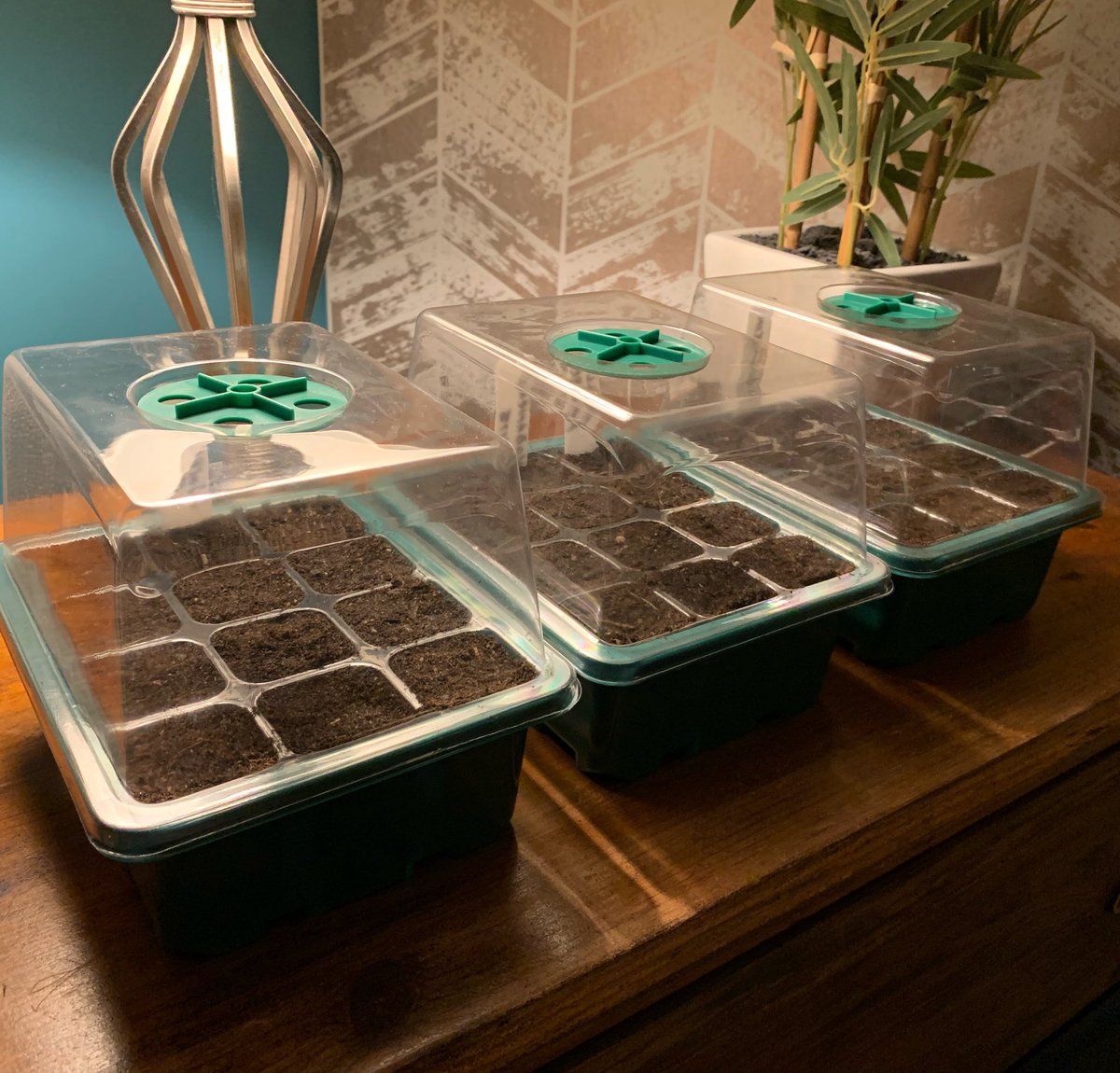 BashaBushcraft's tweet photo. And they’re off!!! 

#organicgarden #growyourownveggies #urbanfarming #growfood #grow #veggies #homestead #growfoodnotlawns #gardentotable #tomatoes #gyo #healthyfood #homesteading #allotmentuk #allotment #gardenlove #sustainability #prepping #thegoodlife #homegarden https://t.co/QmRqoXyYEy