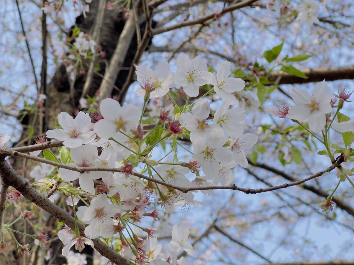 近所の公園で軽くお花見をしました☺️ まだ桜が残ってて良かった～！！ 緑の葉桜もまたそれは良き(*´﹃`*)🌸 栃木観光動画🍓おとちチャンネル チャンネル登録お願いします🎉 → https://t.co/FiJrUlxT9m