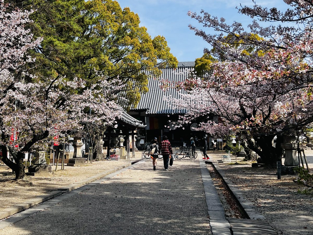 ururan1011's tweet photo. 大樹寺のソメイヨシノはもう後半
でも、枝垂れ桜は見頃です🌸 https://t.co/epg0fpDcd0