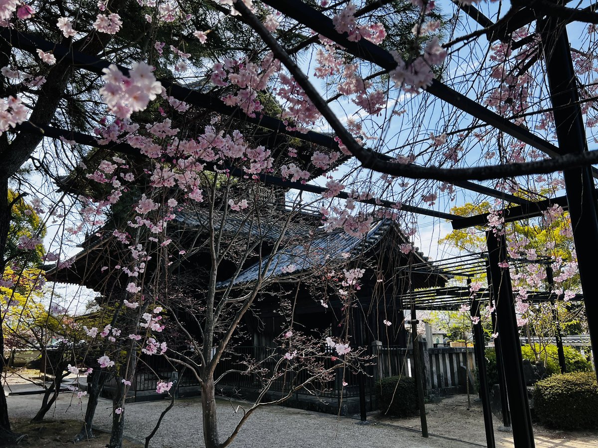 ururan1011's tweet photo. 大樹寺のソメイヨシノはもう後半
でも、枝垂れ桜は見頃です🌸 https://t.co/epg0fpDcd0