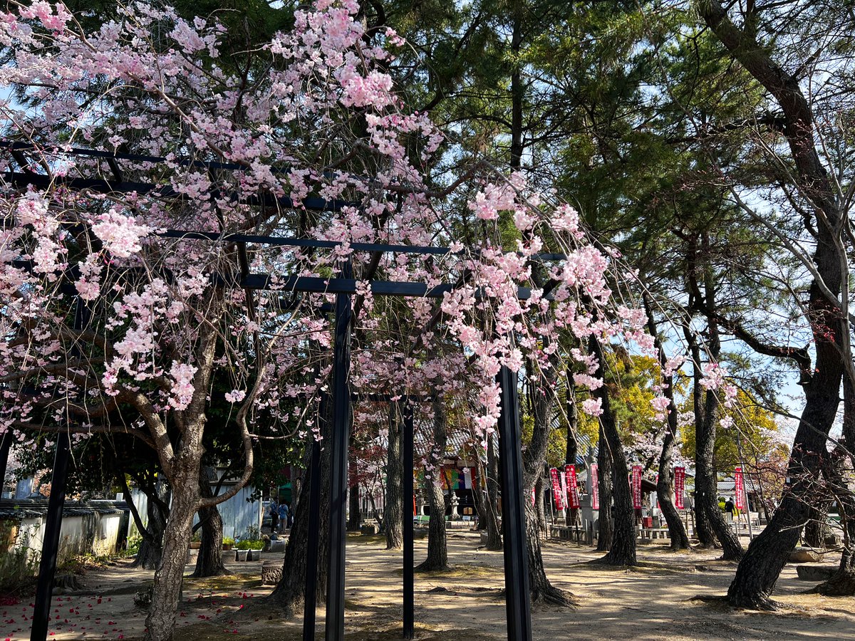 ururan1011's tweet photo. 大樹寺のソメイヨシノはもう後半
でも、枝垂れ桜は見頃です🌸 https://t.co/epg0fpDcd0
