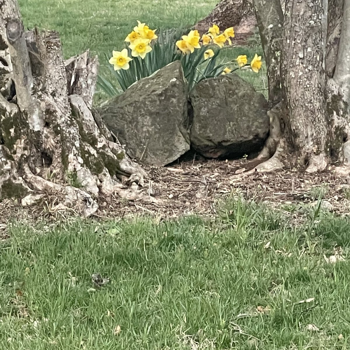 pammoran's tweet photo. Beautiful day in the hollow and the garden #springrise https://t.co/F9jKH2xJYW