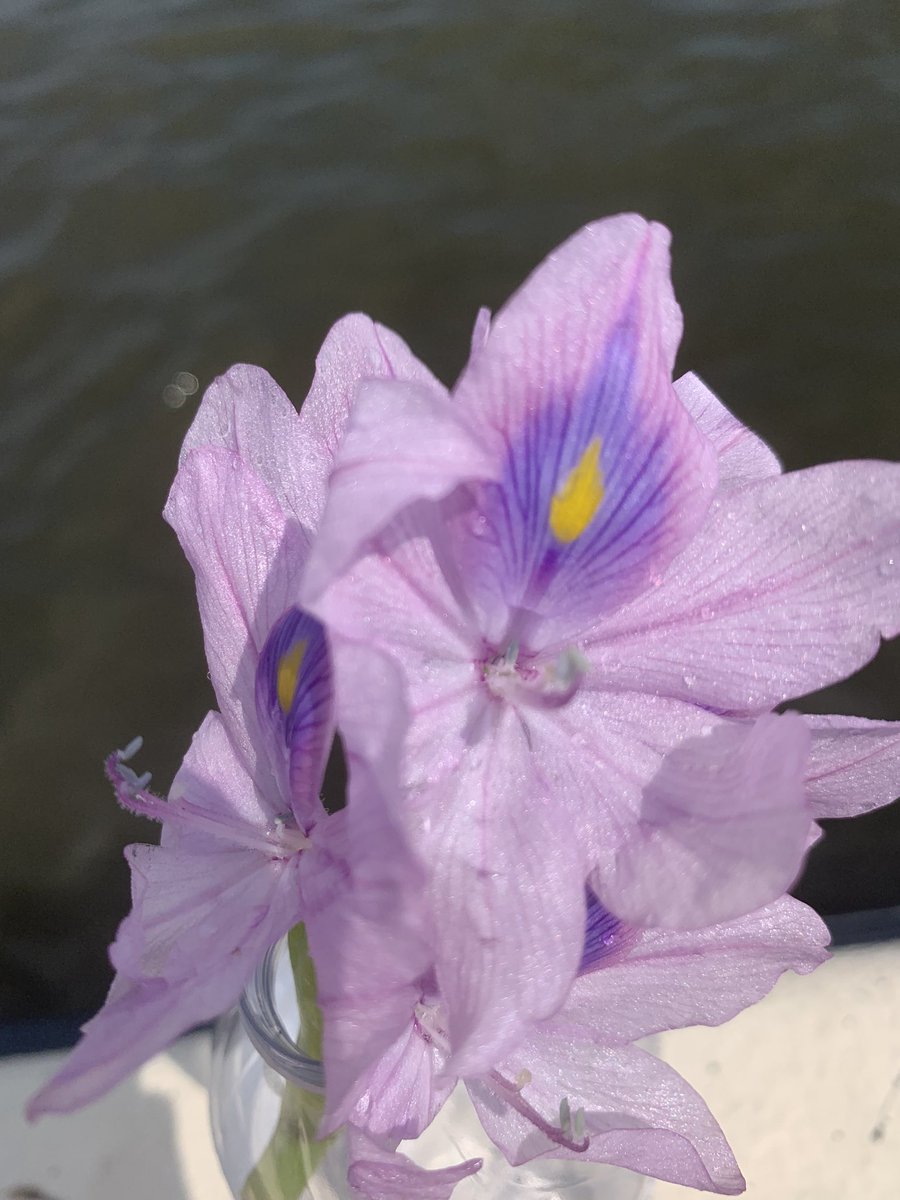 Playing with water hyacinths and pictures while Chad is fishing.   #Louisianablooms  #excusestopause #thewayiseeit #seewhatisee #optoutside #iphonephotography #thephotohour 
#onlyLouisiana #marshlife
